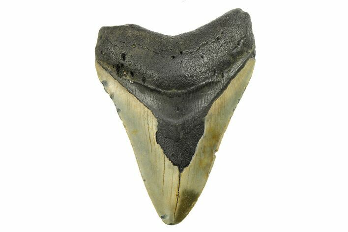 Serrated, Fossil Megalodon Tooth - North Carolina #298956